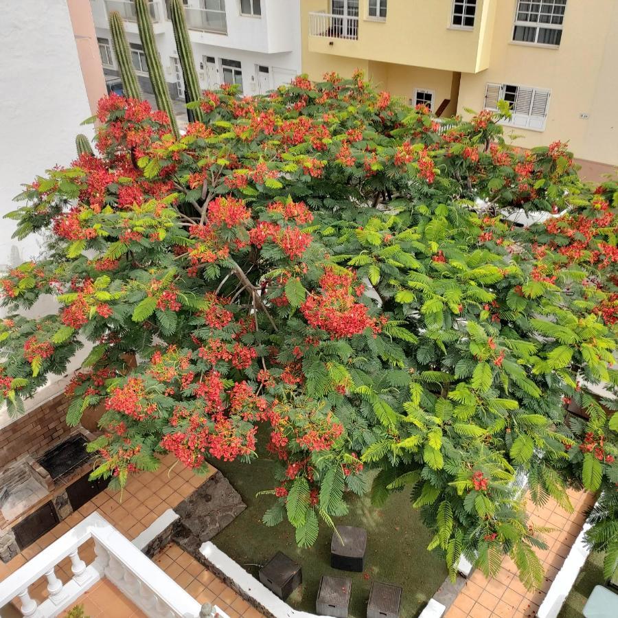 Corralejo Garden&Relax Hostel Luaran gambar